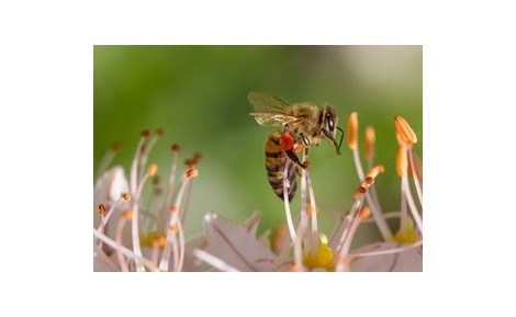 Arılar ve Doğa